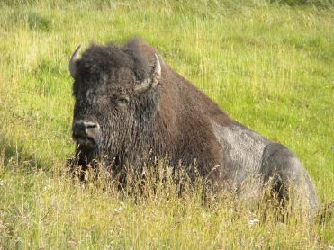 A buffalo lying by the side of the road.