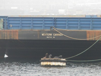 Sea lions atop a piling in Elliott Bay.