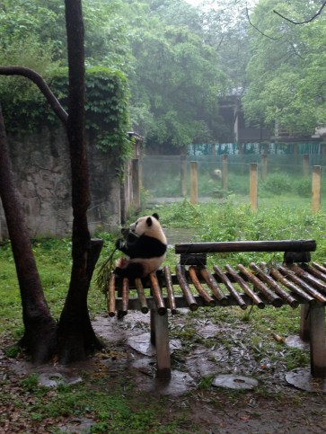A young panda cavorting on a wooden platform at the Chongqing zoo