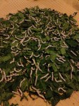 Silkworms