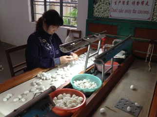 Separating the cocoons with one worm from those with two and tossing the bad ones