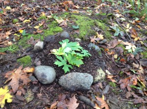 The Feng Shui garden