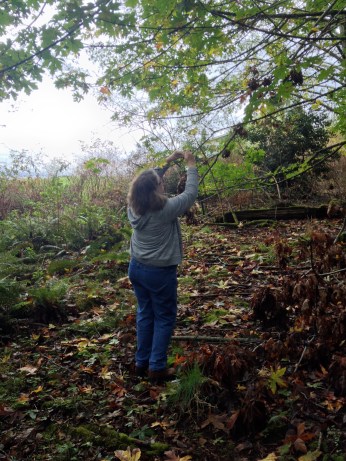Robin hanging a crystal