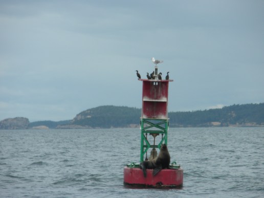 Sea lion and cormorants hanging out on a buoy