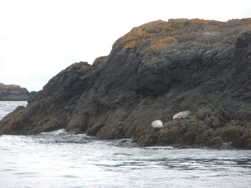 Harbor seals on the rocks