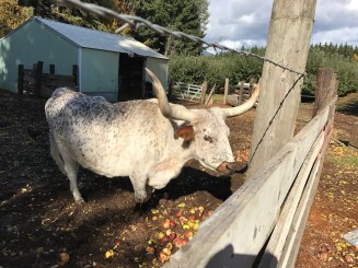 Carlos the orchard longhorn