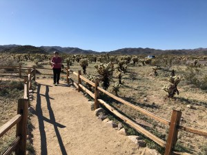 The park also has plenty of cholla. Here's Robin in the Cholla Cactus Garden.