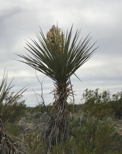 One of the many yucca plants in the part