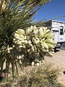 A Joshua tree flower, with our camper in the background