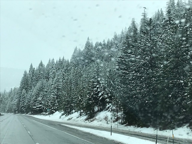 Lots of snow on the trees in the northern California mountains. On the roads, not so much.